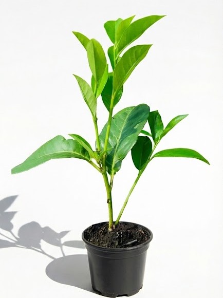 Lovor Višnja (20-30 cm)