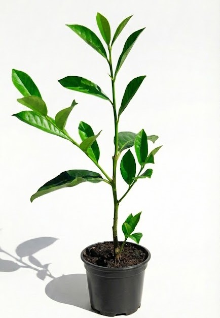 Lovor Višnja (30-40 cm)