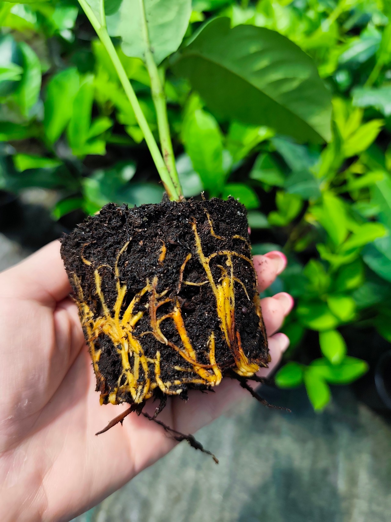 🌳 Snažan i razvijen korijen kao temelj kvalitete