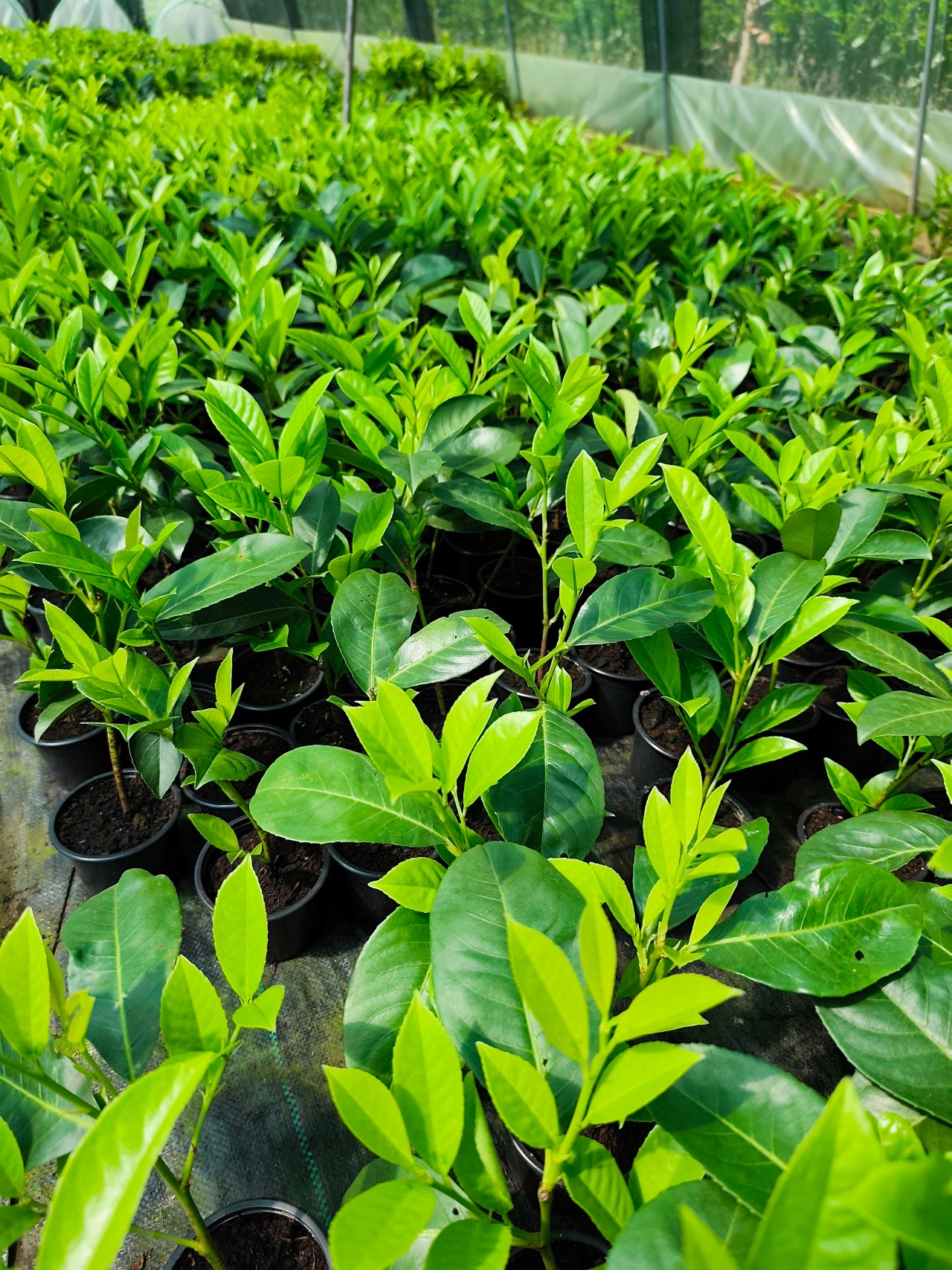 ☀️ Kontrolirani uvjeti uzgoja tijekom cijele sezone