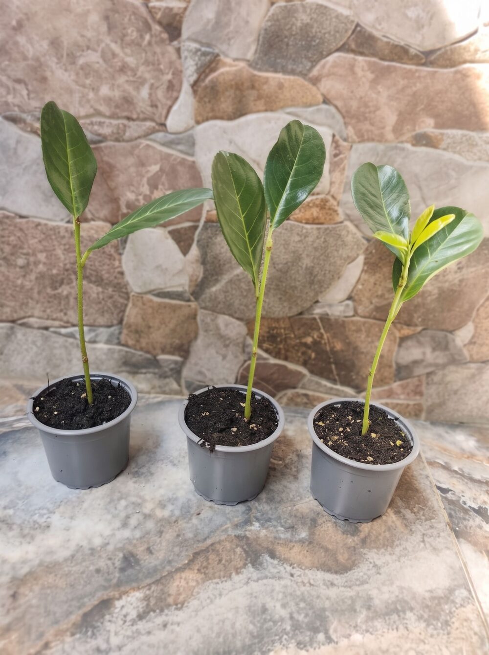 tri sadnice lovor višnje visine 15 do 20 cm u teglama