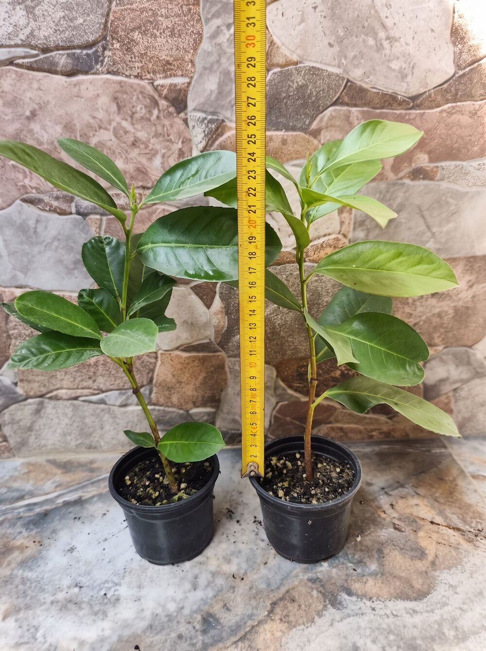 Lovor Višnja (20-30 cm)