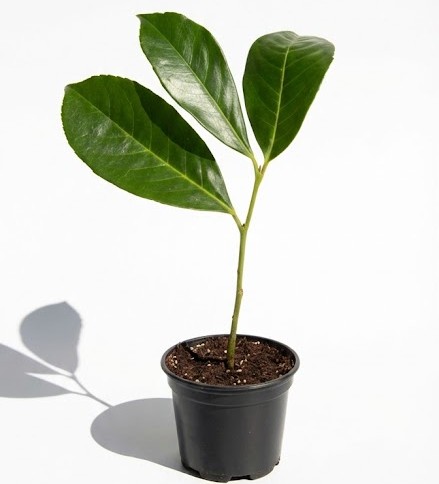 Lovor Višnja visine 15 do 20 cm